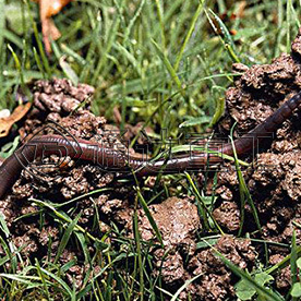 “有機肥之王”蚯蚓糞，結出“黃金果”！